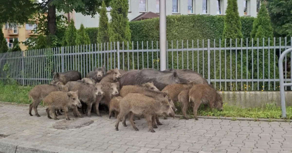 Dziki w centrum Limanowej