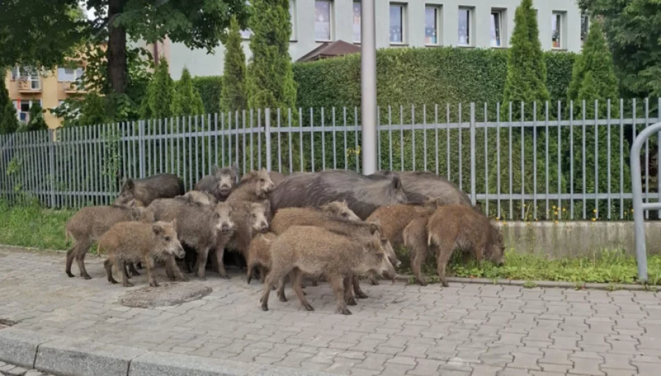  Dziki w centrum Limanowej - zdjęcie 1