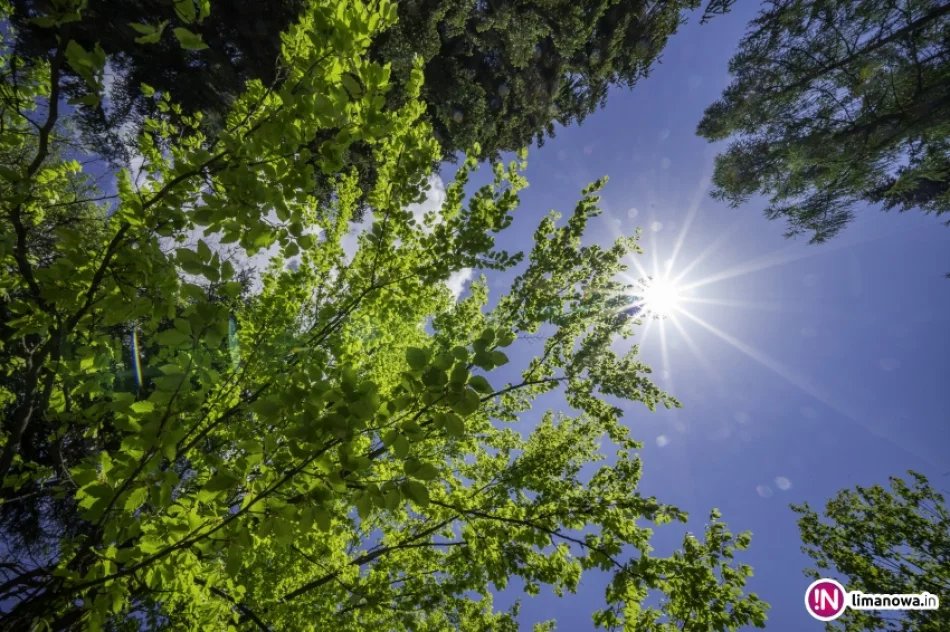 Wiosna na Mogielicy - 2018 - zdjęcie 3