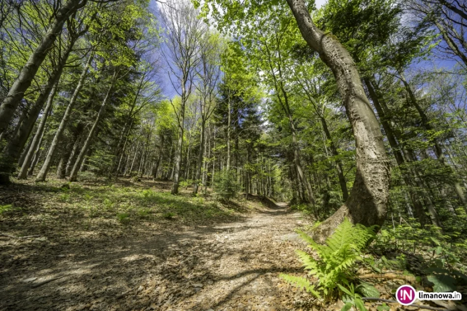 Wiosna na Mogielicy - 2018 - zdjęcie 4