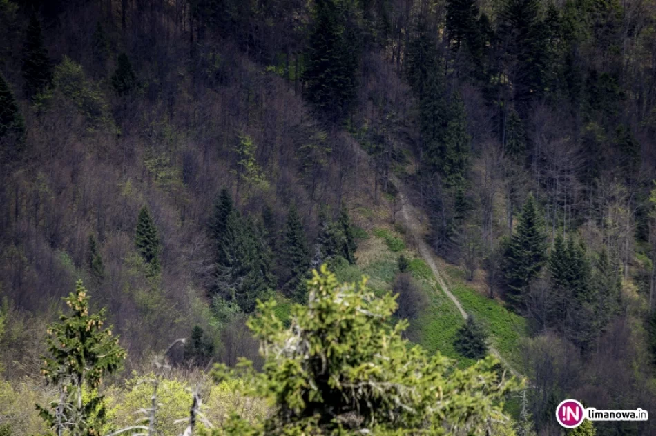 Wiosna na Mogielicy - 2018 - zdjęcie 19