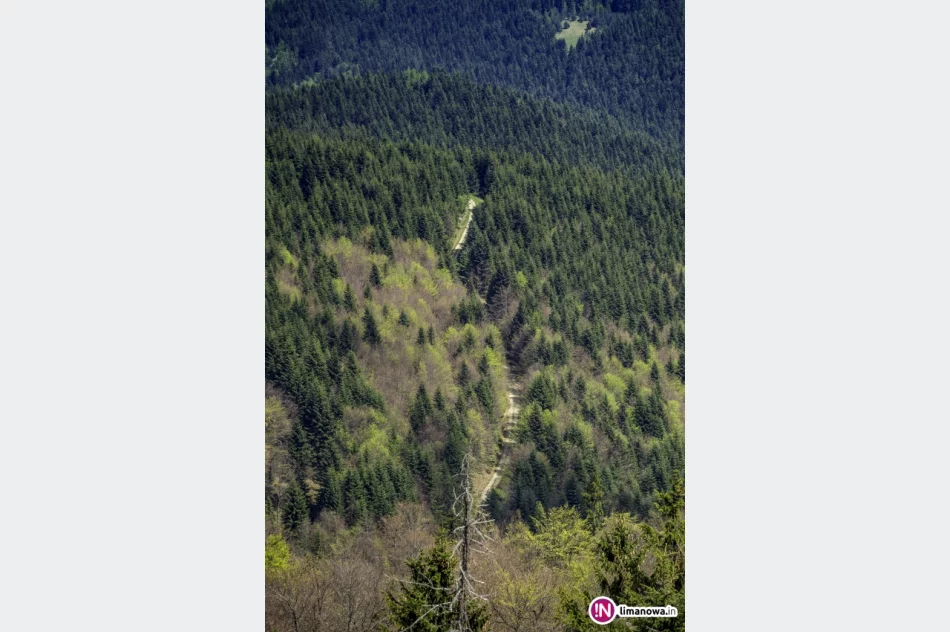 Wiosna na Mogielicy - 2018 - zdjęcie 20