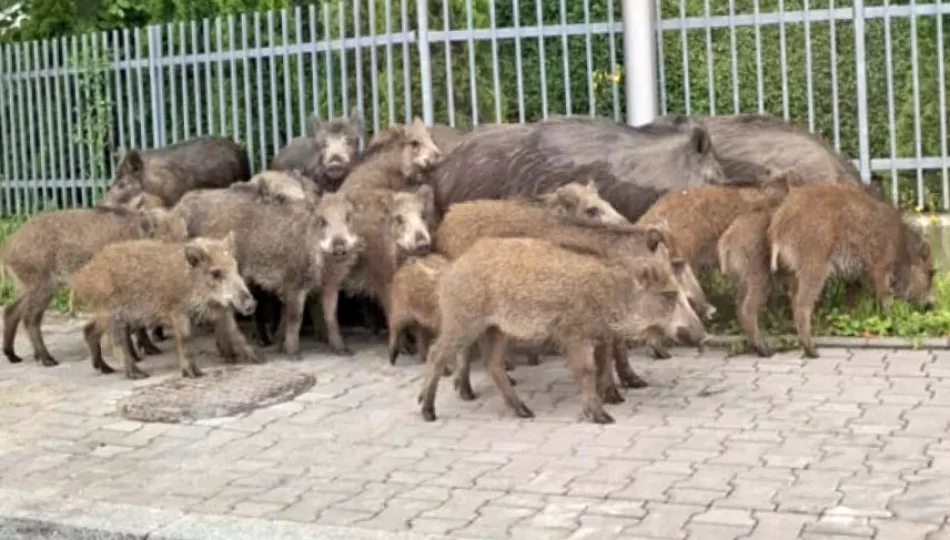 Komunikat urzędu: uwaga na dziki! - zdjęcie 1