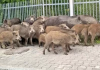 Komunikat urzędu: uwaga na dziki! - zdjęcie główne