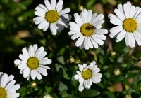 Rozpoczęło się astronomiczne lato. Sprawdź najciekawsze zjawiska do obserwacji na letnim niebie - zdjęcie główne