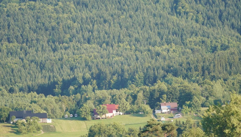 Lasy Państwowe zaprzeczają, by podejrzany pracował dla nich - zdjęcie 1