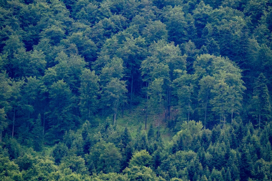 Poniedziałek: teren poszukiwań to 200 hektarów. Wpis policji w sprawie Bayraktar - zdjęcie 2