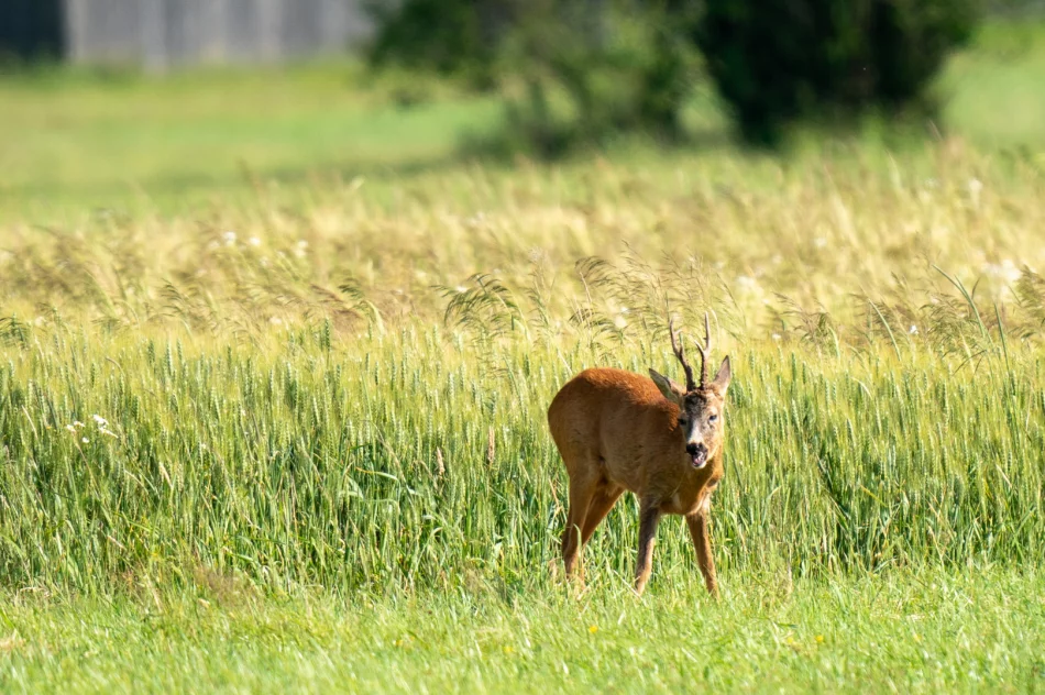 Poniedziałek: teren poszukiwań to 200 hektarów. Wpis policji w sprawie Bayraktar - zdjęcie 14