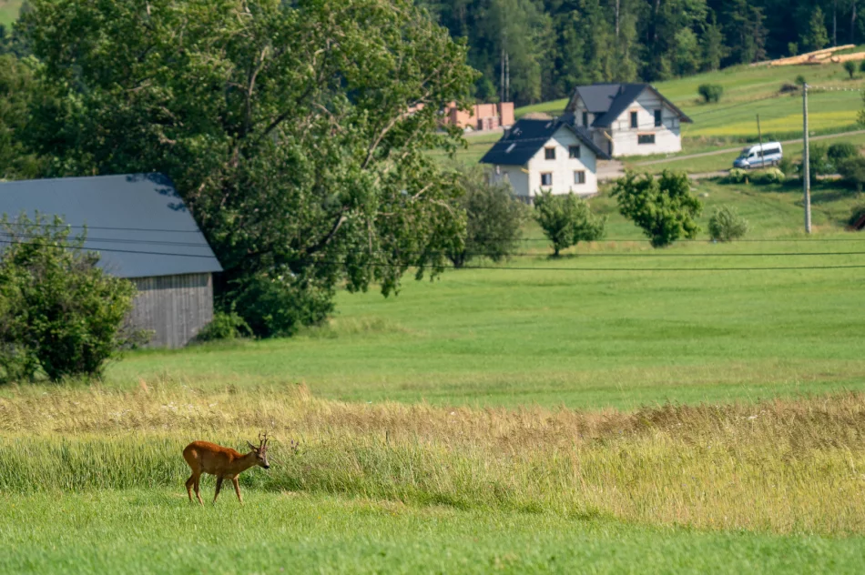 Poniedziałek: teren poszukiwań to 200 hektarów. Wpis policji w sprawie Bayraktar - zdjęcie 15