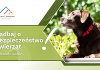 Zbliża się kolejna fala upałów, uwaga na zwierzęta! - zdjęcie główne