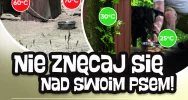 Zbliża się kolejna fala upałów, uwaga na zwierzęta! - zdjęcie 2