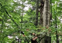 Interwencja leśników - uratowali uwięzionego myszołowa (WIDEO) - zdjęcie główne