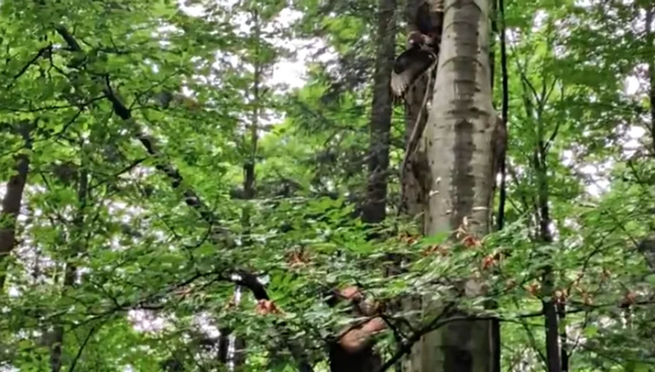Interwencja leśników - uratowali uwięzionego myszołowa (WIDEO) - zdjęcie 1