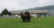 35 zaprzęgów w galicyjskim konkursie powożenia (ZDJĘCIA) - zdjęcie 3