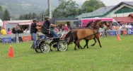 35 zaprzęgów w galicyjskim konkursie powożenia (ZDJĘCIA) - zdjęcie 4
