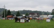 35 zaprzęgów w galicyjskim konkursie powożenia (ZDJĘCIA) - zdjęcie 5