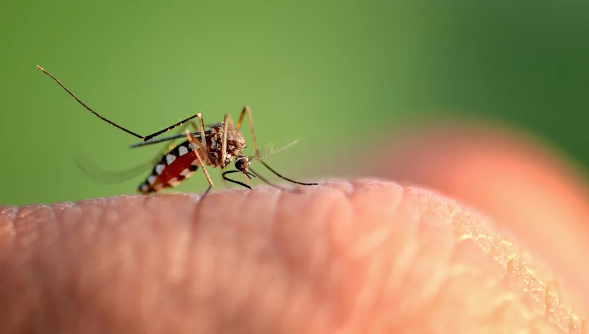 Czekają nas chmary komarów? Możliwy wzrost aktywności kleszczy
