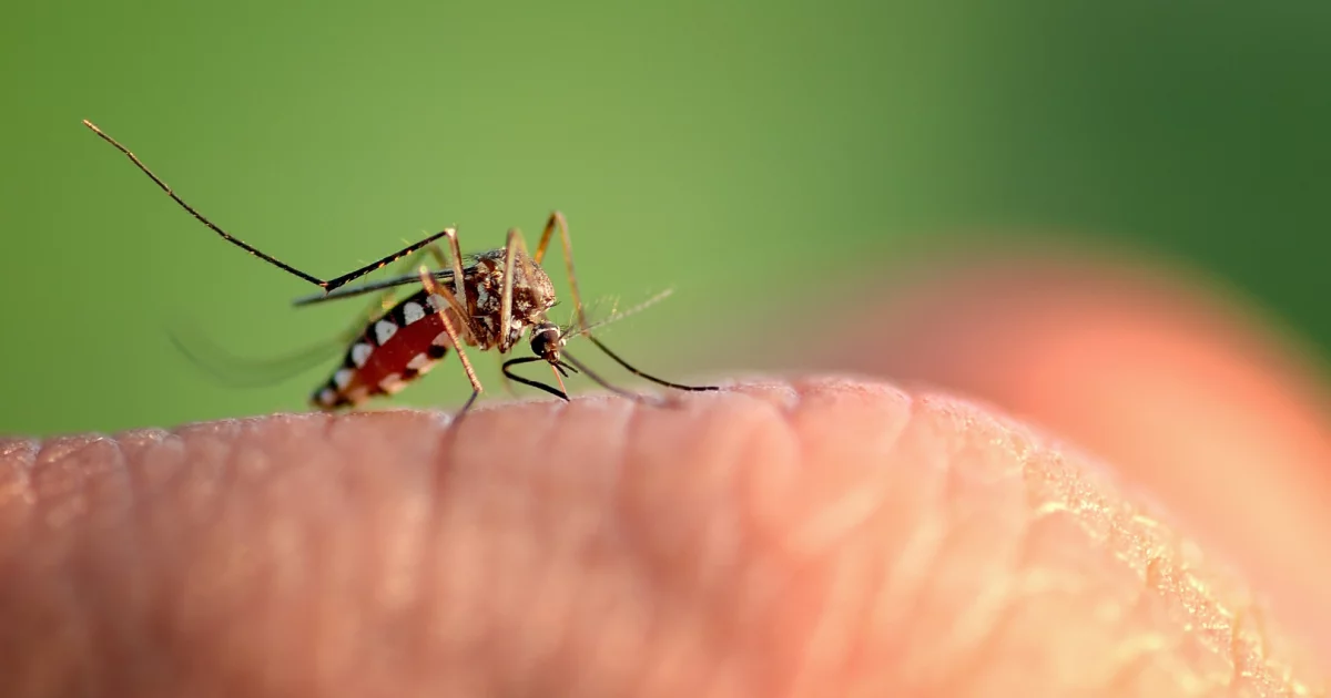 Czekają nas chmary komarów? Możliwy wzrost aktywności kleszczy