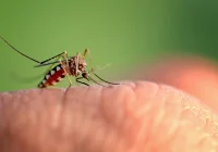Czekają nas chmary komarów? Możliwy wzrost aktywności kleszczy - zdjęcie główne