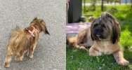 Pies zaginął po wypadku. Apel o pomoc i nagroda - zdjęcie 2
