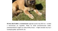 Pies zaginął po wypadku. Apel o pomoc i nagroda - zdjęcie 3
