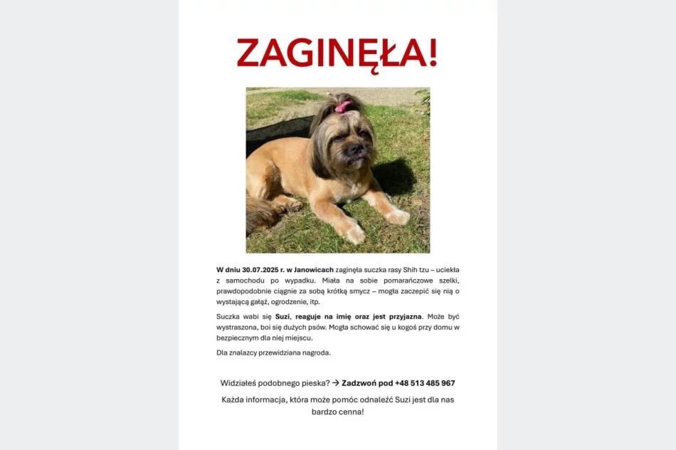 Pies zaginął po wypadku. Apel o pomoc i nagroda - zdjęcie 3