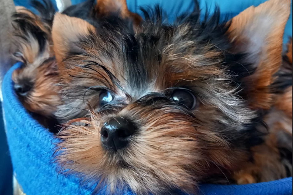 York piesek i suczka - zdjęcie 1