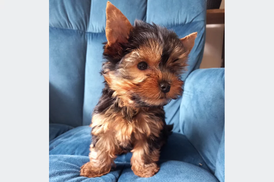 York piesek i suczka - zdjęcie 2