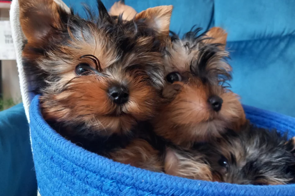 York piesek i suczka - zdjęcie 3