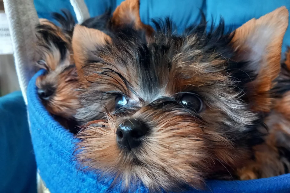 York piesek i suczka - zdjęcie 4