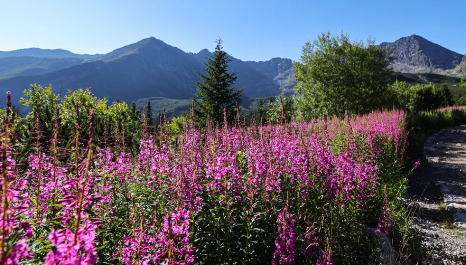 Wierzbówka kiprzyca zakwitła - Hala Gąsienicowa tonie w różu - zdjęcie 1