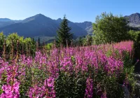 Wierzbówka kiprzyca zakwitła - Hala Gąsienicowa tonie w różu - zdjęcie główne