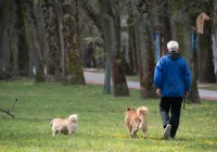 Szybszy chód to dłuższe życie - zdjęcie główne