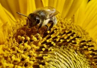 Nadchodzi fala upałów w Limanowej – nawet 32°C! Zobacz, kiedy spadnie deszcz - zdjęcie główne
