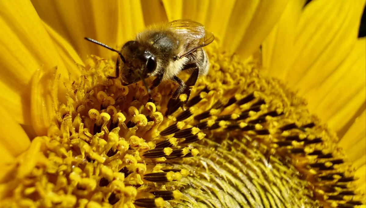 Nadchodzi fala upałów w Limanowej – nawet 32°C! Zobacz, kiedy spadnie deszcz