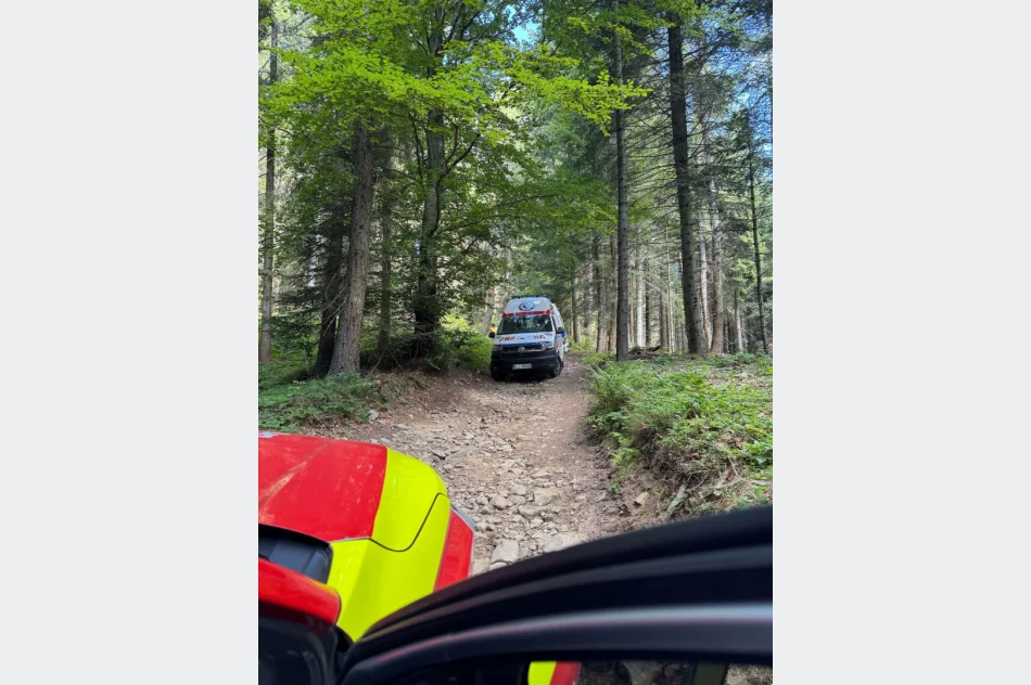 85-latek ranny podczas prac leśnych - zdjęcie 2