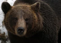 Śledztwo ws. śmiertelnego postrzelenia chronionego niedźwiedzia brunatnego - zdjęcie główne