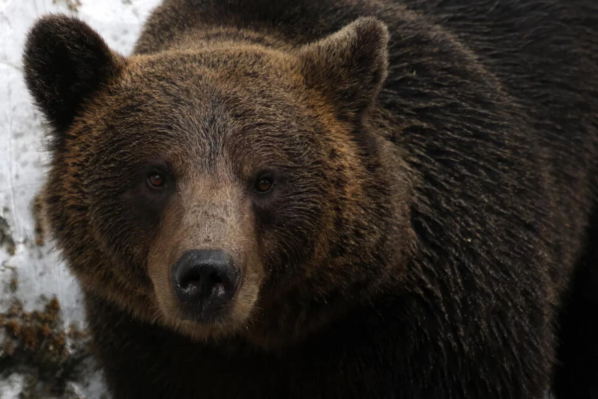 Śledztwo ws. śmiertelnego postrzelenia chronionego niedźwiedzia brunatnego