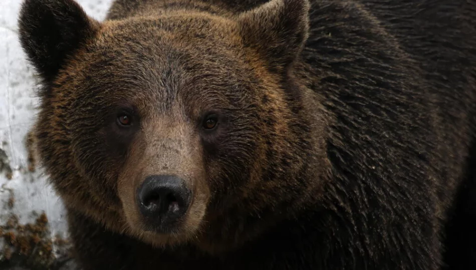 Śmiertelny incydent z niedźwiedziem to rzadkość; kluczowe są błędy ludzi i brak dystansu - zdjęcie 1