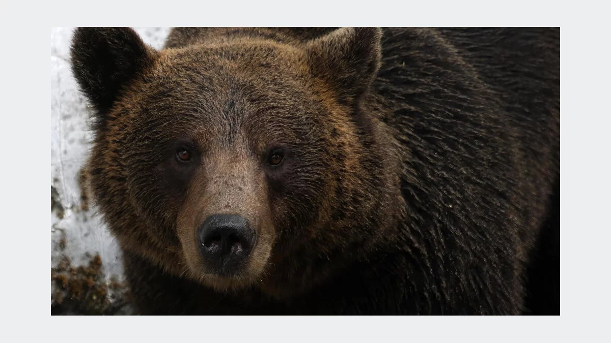 Śmiertelny incydent z niedźwiedziem to rzadkość; kluczowe są błędy ludzi i brak dystansu