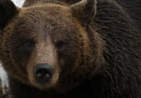 Śmiertelny incydent z niedźwiedziem to rzadkość; kluczowe są błędy ludzi i brak dystansu - zdjęcie główne