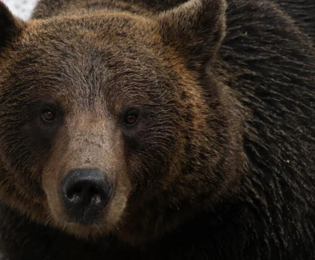 Śmiertelny incydent z niedźwiedziem to rzadkość; kluczowe są błędy ludzi i brak dystansu - zdjęcie główne