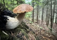 Toksykolog apeluje do grzybiarzy - zdjęcie główne