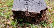 Rozpoczęto prace na cmentarzu wojennym - zdjęcie 2