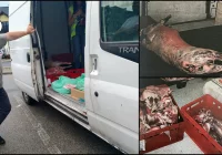 Udana prowokacja: wpadł z nielegalnym mięsem halal - zdjęcie główne