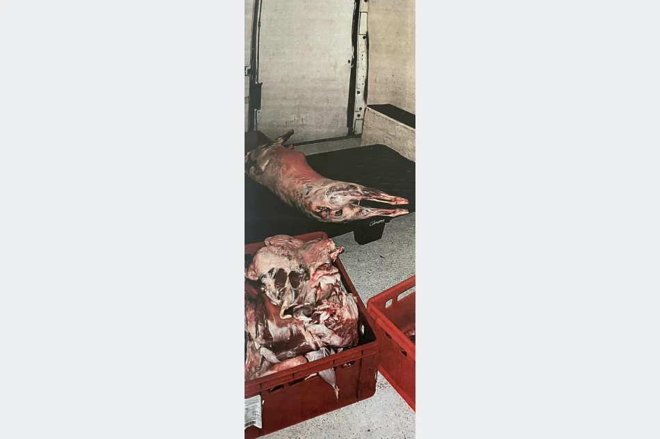 Udana prowokacja: wpadł z nielegalnym mięsem halal - zdjęcie 3