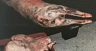Udana prowokacja: wpadł z nielegalnym mięsem halal - zdjęcie 3