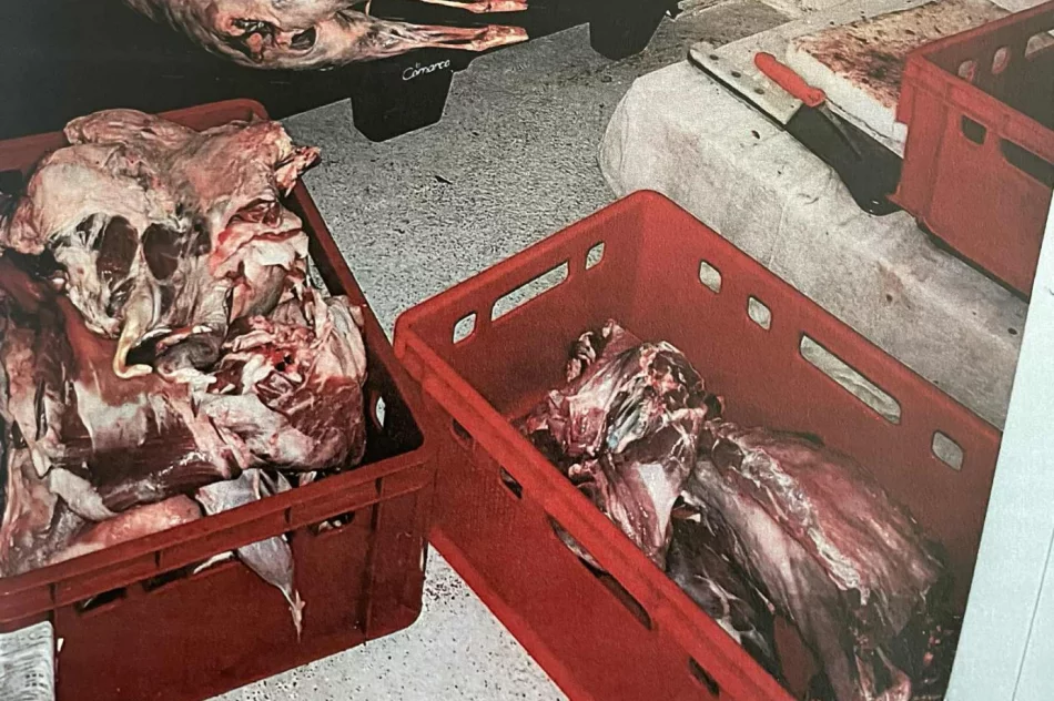 Udana prowokacja: wpadł z nielegalnym mięsem halal - zdjęcie 4
