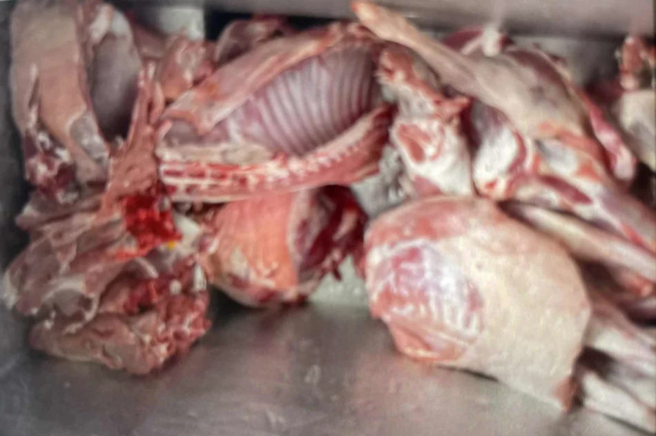 Udana prowokacja: wpadł z nielegalnym mięsem halal - zdjęcie 5