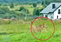 Samotny wilk na osiedlu - w biały dzień (WIDEO) - zdjęcie główne